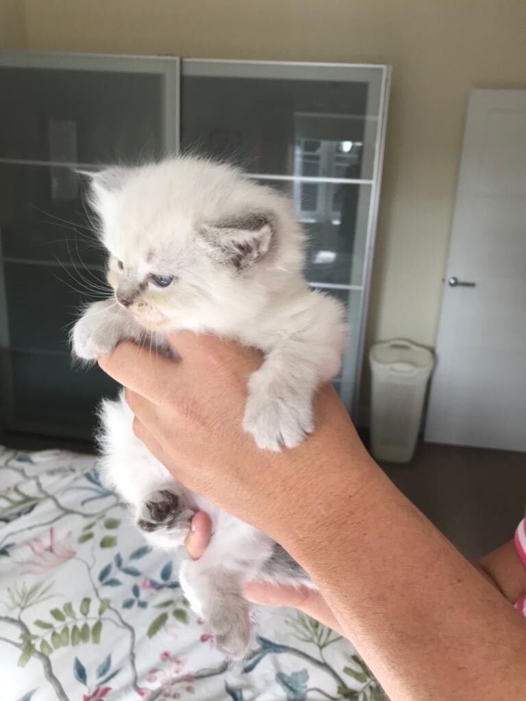 ragdoll cats gumtree